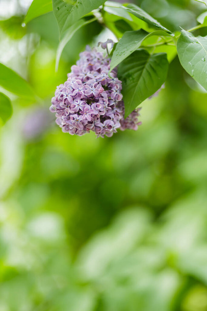 Blooming lilac flowers. Violet lilac flowers in a garden. Spring blossom background on sunny day. Copy space - Фото, изображение