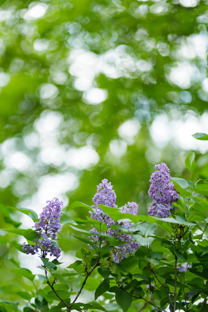 Blooming lilac flowers. Violet lilac flowers in a garden. Spring blossom background on sunny day. Copy space - Φωτογραφία, εικόνα