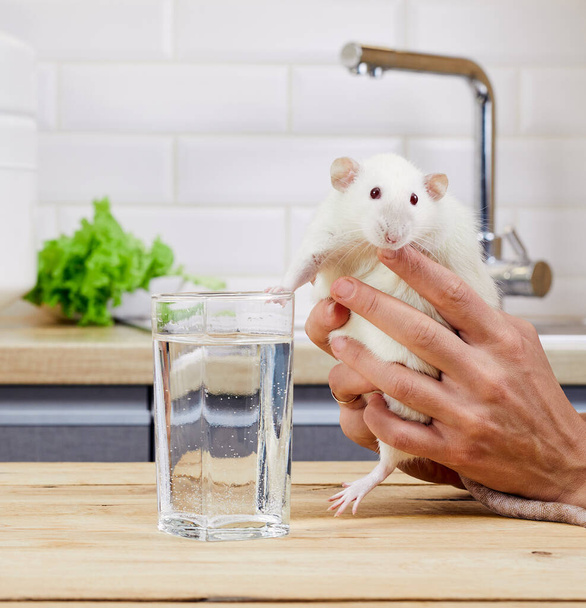 Cute and funny little white decorative rat sits on table. Rat drink water. - Zdjęcie, obraz