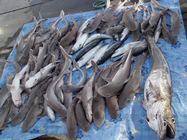 Balık tutmak için güzel bir gün oldu. Rıhtımda yakalanan köpekbalıklarının görüntüsü. - Fotoğraf, Görsel