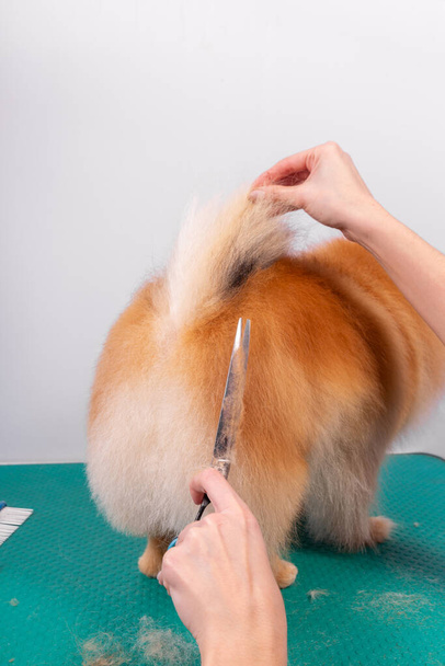 Professional groomer takes care of Orange Pomeranian Spitz in animal beauty salon. Grooming salon worker cuts hair on dog sit and hind legs in close up. Specialist works with curved scissors. - Фото, зображення