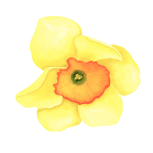 Daffodil isolated on white background. Watercolor hand drawing illustration. Art for decoration and design of cards - Fotografie, Obrázek
