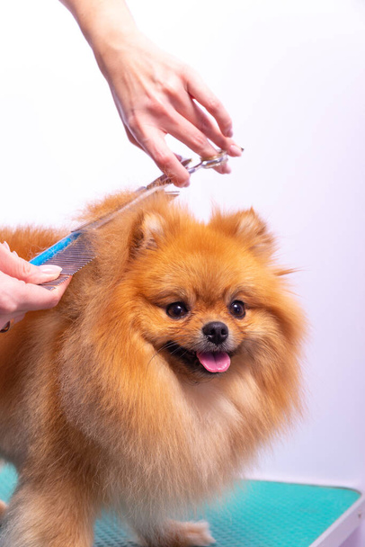 Professional groomer takes care of Orange Pomeranian Spitz in animal beauty salon. Grooming salon worker cuts hair on dog back in close up. Specialist works with curved scissors and brush. - Foto, Bild