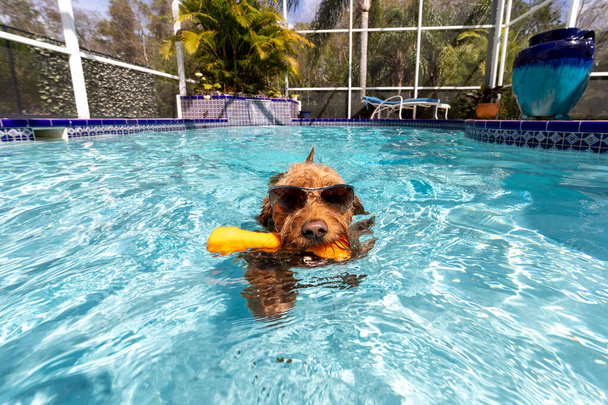 Μινιατούρα σκυλί goldendoodle κολύμπι σε μια πισίνα με θαλασσινό νερό φορώντας γυαλιά ηλίου - Φωτογραφία, εικόνα
