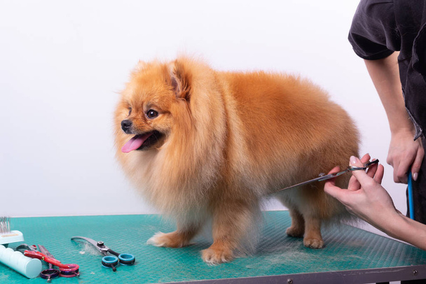 Professional groomer takes care of Orange Pomeranian Spitz in animal beauty salon. Grooming salon worker cuts hair on dog belly in close up. Specialist works with comb scissors. - Foto, Bild