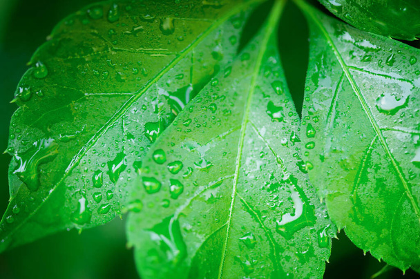 Dew drops on fresh green leaf background. Eco-friendly and organic theme. - Photo, Image