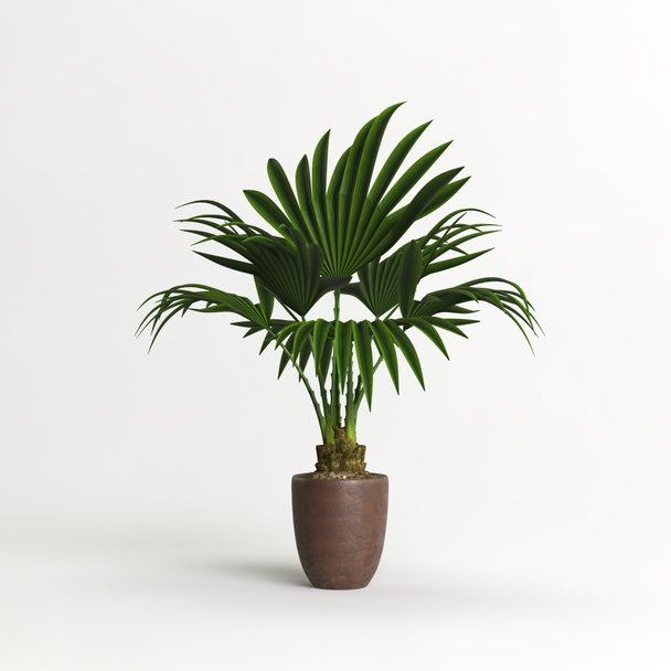 Bruine potted palm boom geïsoleerd op lichte achtergrond - Foto, afbeelding