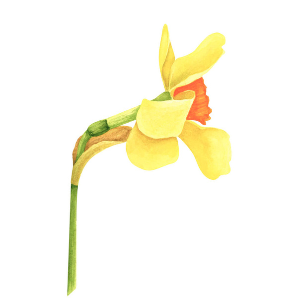 Daffodil isolated on white background. Watercolor hand drawing illustration. Art for decoration and design - Zdjęcie, obraz