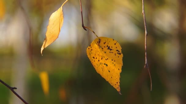Herfst bladeren & rivier bokeh verplaatsen - Video