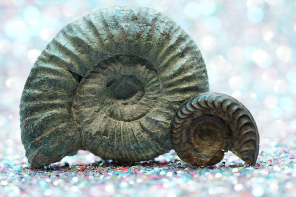 The ammonites (Ammonoidea) are an extinct subgroup of cephalopods photographed in the studio - Foto, afbeelding