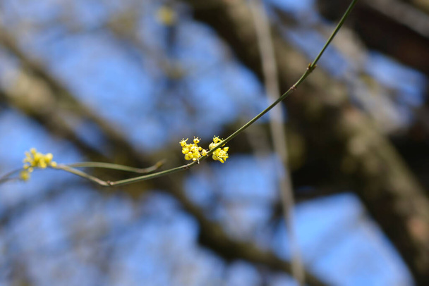 Cornelian cherry branch with yellow flowers - Latin name - Cornus mas - Φωτογραφία, εικόνα