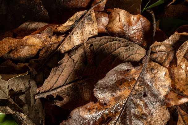 Hnědé rozpadající se podzimní listy s viens a texturou v přirozeném zalesněném prostředí. - Fotografie, Obrázek