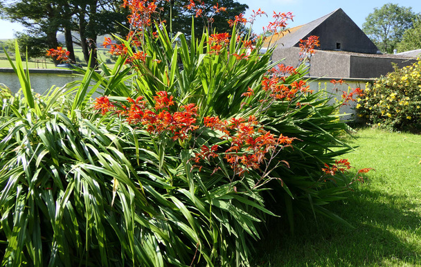 虹彩科の植物のクロソミア・ルシファー・レッド・モンブレシア小属庭で成長するアヤメ科 - 写真・画像