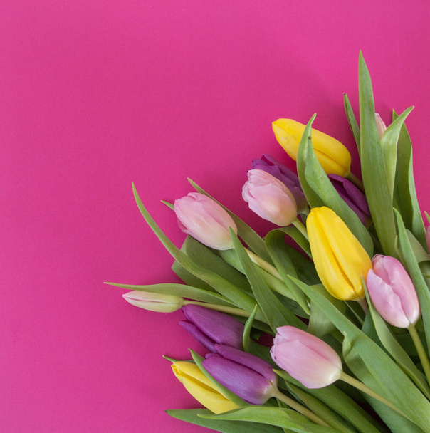 pink, yellow and purple tulips on pink ground background - Fotoğraf, Görsel