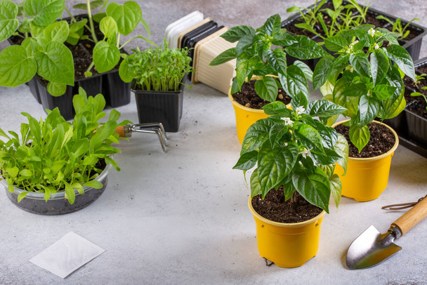 Young plants of pepper in pots. Spring seedlings. Gardening concept, springtime. - Photo, Image
