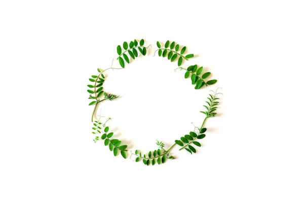 Состав зеленых листьев на белом фоне в форме круга. Рамка, копировальное пространство - Фото, изображение