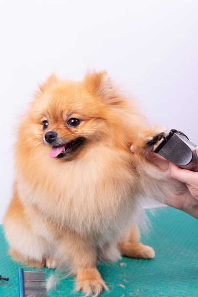 Female groomer haircut Pomeranian dog with red hair in the beauty salon for dogs. The concept of grooming and caring for dogs. Haircut dogs fur on paws with a shearing machine close up. - Foto, immagini