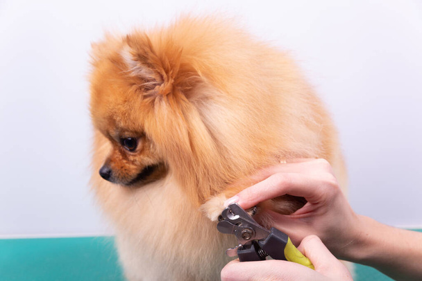 A woman cuts her claws on a Pomeranian dog. Beautiful decorative dog in grooming procedure. - Fotoğraf, Görsel