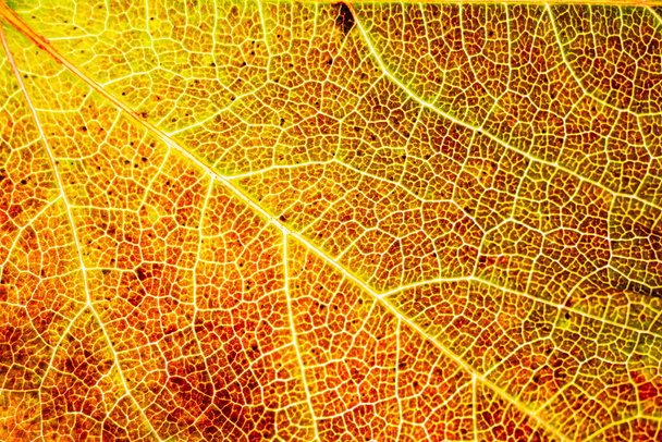 Vein of wild wine leaf with macro in front. X-Rayed - Foto, Imagen