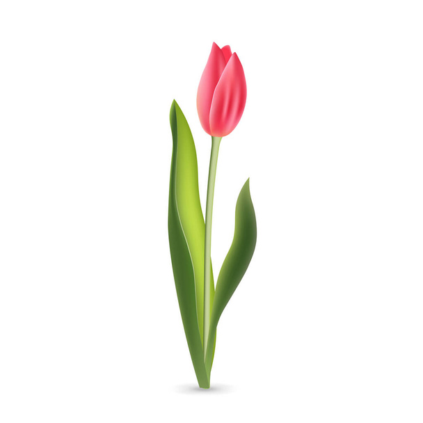 Realistic pink red tulip with green leaves isolated on white background - Διάνυσμα, εικόνα