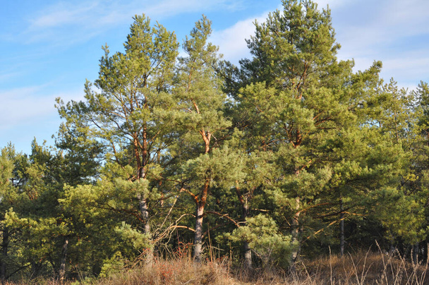 In the wild, pine trees grow in the forest - Foto, Bild