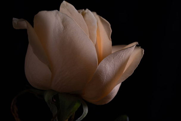 Close-up of a beige rose. Flower on a black background. background, texture. There is space for text - Fotó, kép