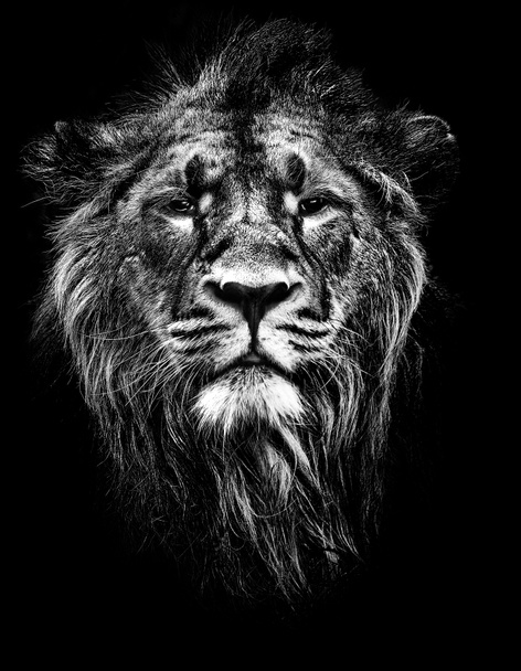 Leão asiático macho
 - Foto, Imagem