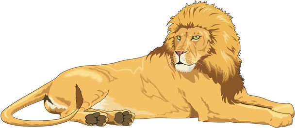 Lion Laying Down Vector Illustration - Vector, Image
