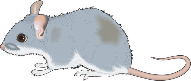 Vektor-Illustration mit der Maus - Vektor, Bild