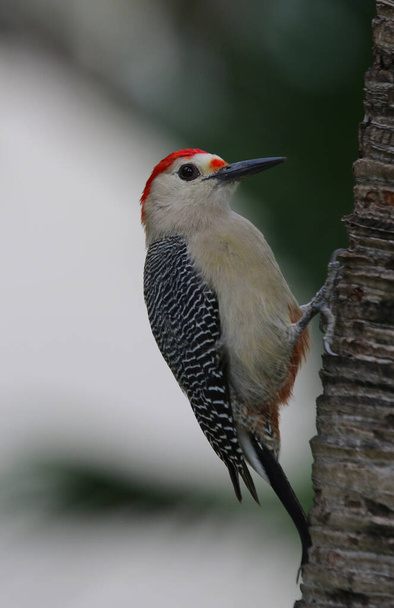 A Golden-fronted Woodpecker (Melanerpes aurifrons) perched a tree, shot in Playa Del Carmen, Mexico. - Foto, afbeelding