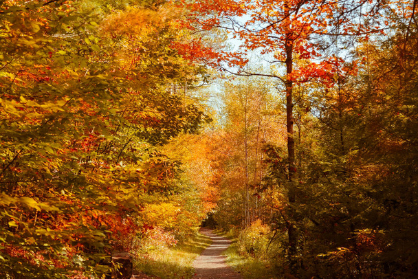 Úžasný, nádherný pohled na krajinu v podzimním období les s útulnou stezkou na slunný krásný den  - Fotografie, Obrázek