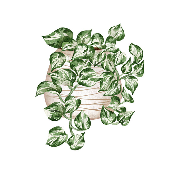 Pittura a mano acquerello pothos pianta d'appartamento. Illustrazione della pianta appesa in vaso. Manjula-Pothos in vaso. - Foto, immagini