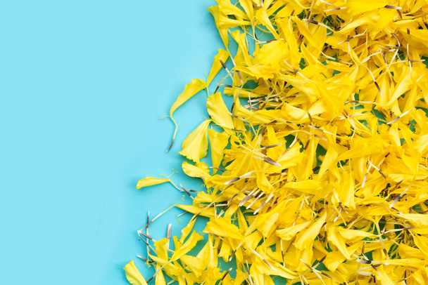 Žluté marigold květiny na modrém pozadí. - Fotografie, Obrázek