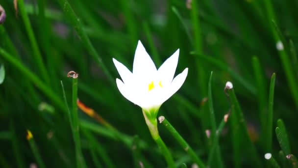 Zephyranthes (ονομάζεται επίσης νεράιδα κρίνος, λουλούδι της βροχής, κρίνο zephyr, μαγικό κρίνο) στη φύση - Πλάνα, βίντεο