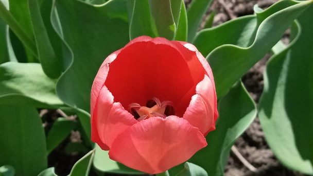 Kwiaciarnia tulipanów. Kiełki tulipana. Młode sadzonki, pączki - Zdjęcie, obraz