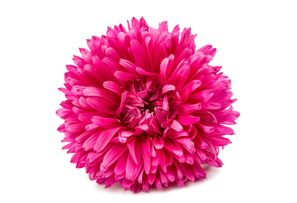 рожевий хризантеми
 - Фото, зображення