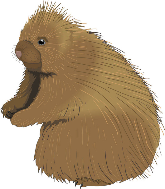 Porcupine Standing Vector Illustration - Vector, Image