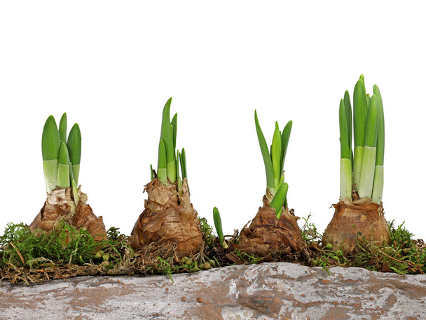 young sprouted flower bulbs of daffodils in a line planted in pot with moss isolated on white background - Фото, изображение