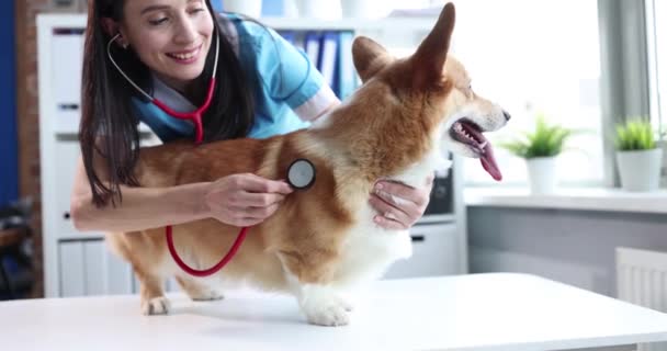 Az állatorvos sztetoszkóppal hallgatja a walesi corgi kutya szívverését. - Felvétel, videó