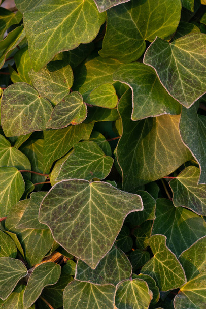 Πράσινα φύλλα κισσού καλυμμένα με παγετό στις ακτίνες του ήλιου  - Φωτογραφία, εικόνα