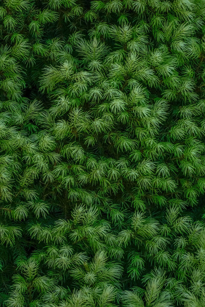 Naalden textuur van Alberta sparren Maingold - Picea glauca, groene achtergrond - Foto, afbeelding