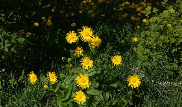 Yellow aster flowers doronicum oriental on a flowerbed on a bright sunny day. - Photo, Image
