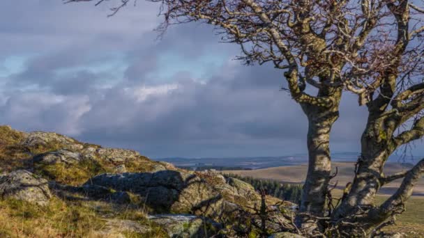 Aubrac, Frankrijk - Timelapse - A Tree in a Rocky Ground at Winter Under a Cloudy and Stormy Sky - Video