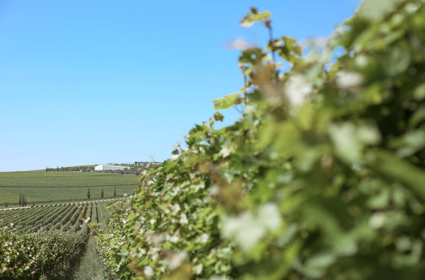 Зеленый летний виноградник красивый пейзаж с пространством для копирования. Сельское хозяйство - Фото, изображение