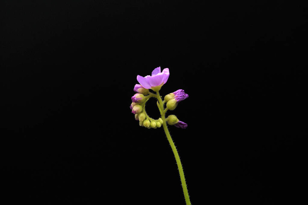 Planta de floración depredadora Gota de rocío sobre fondo negro - Foto, imagen