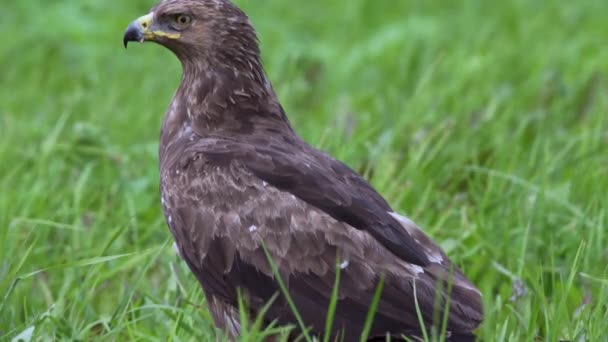 Малый пятнистый орел Aquila pomarina близко весной охотится на земле - Кадры, видео
