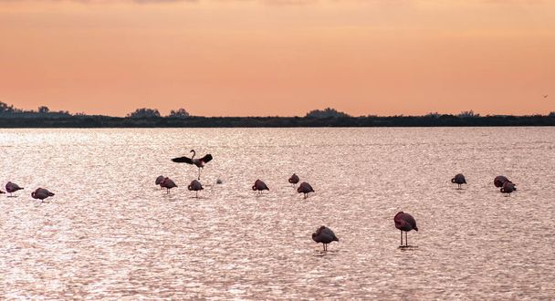 Villeneuve les Maguelone Güney Fransa 'daki Etang de Vic' te pembe flamingolar. - Fotoğraf, Görsel