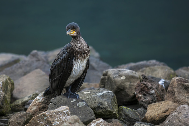 Great Cormorant in Seydisfjordur7 - Photo, Image