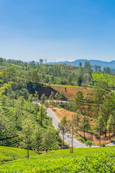 Tea plantation in up country near Nuwara Eliya, Sri Lanka, vertical - Фото, изображение
