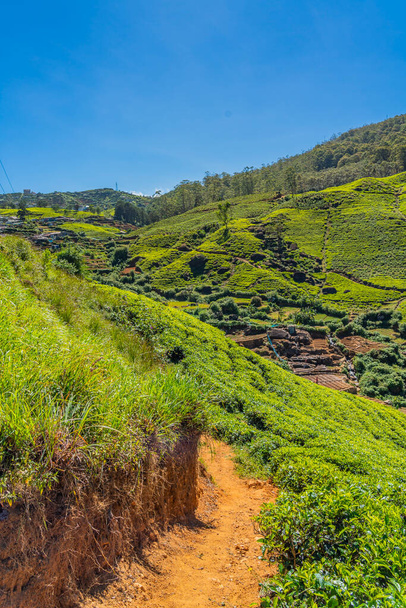 Tea plantation in up country near Nuwara Eliya, Sri Lanka, vertical - Фото, изображение